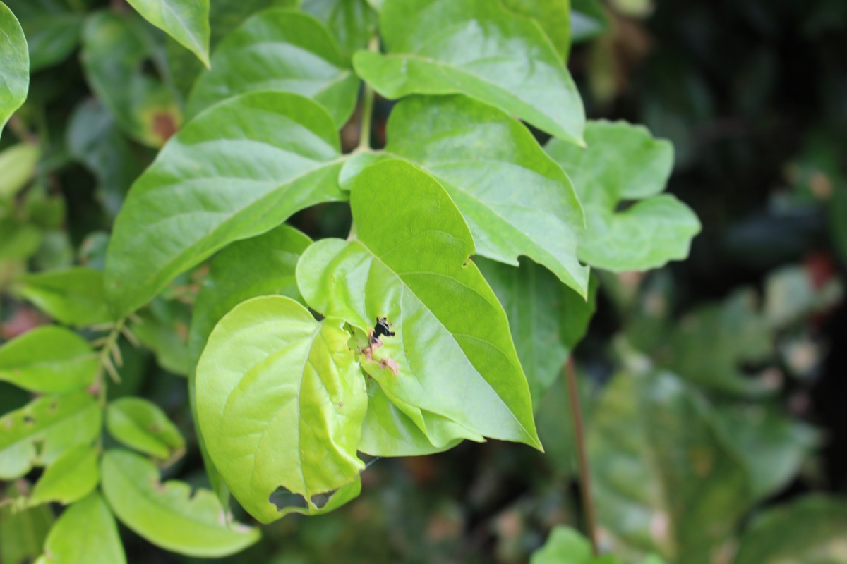 Glossocarya scandens (L.f.) Trimen